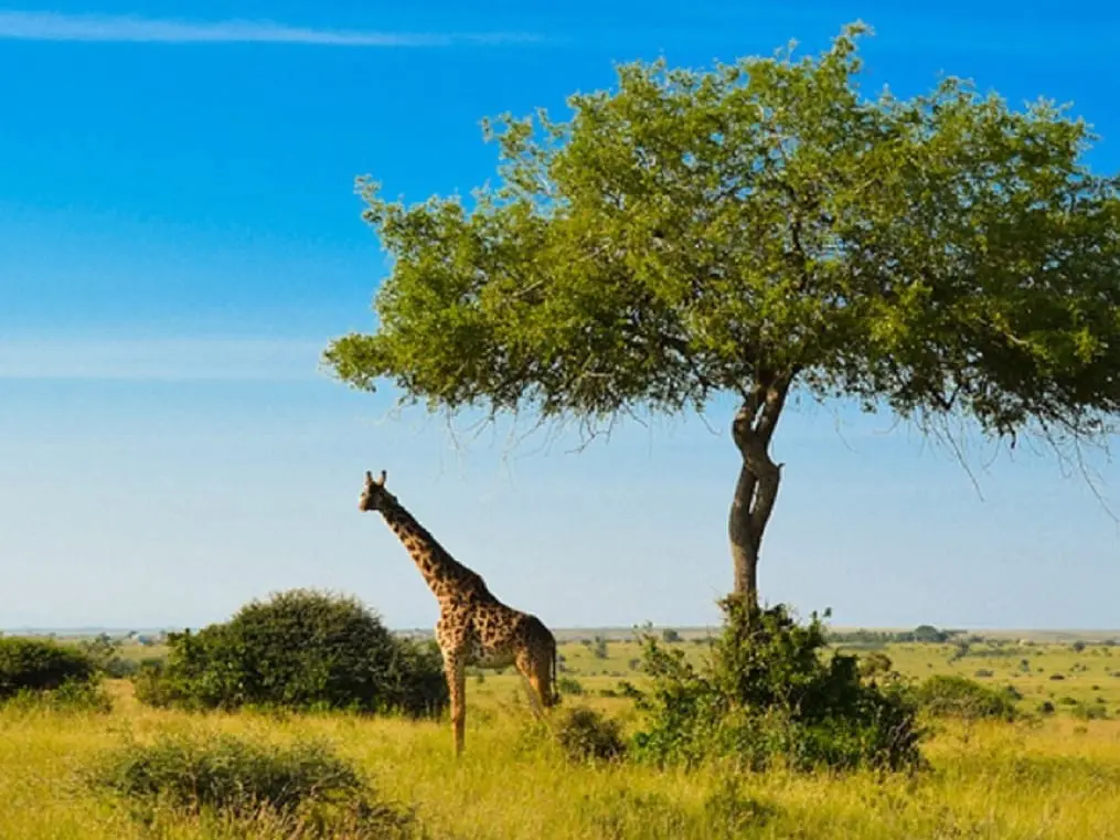 Viaje a Nairobi, Kenia