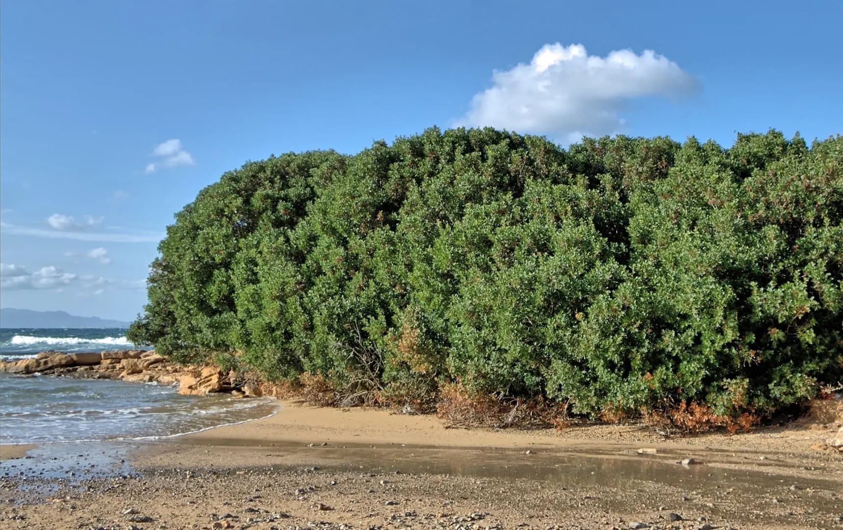 (4.) Lentisco en la Colonia de Sant Pere Mallorca (Isla) España