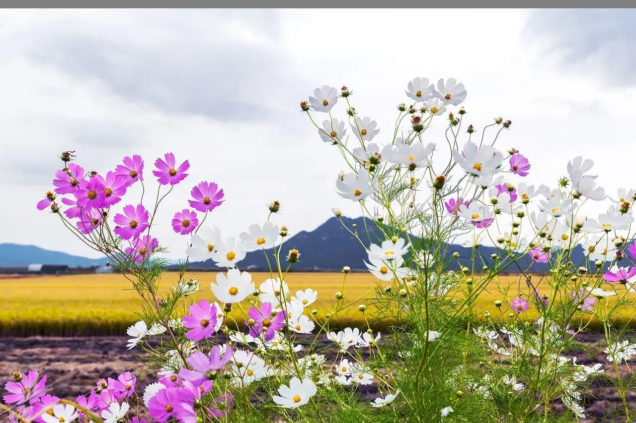 Foto del destino: Incheon