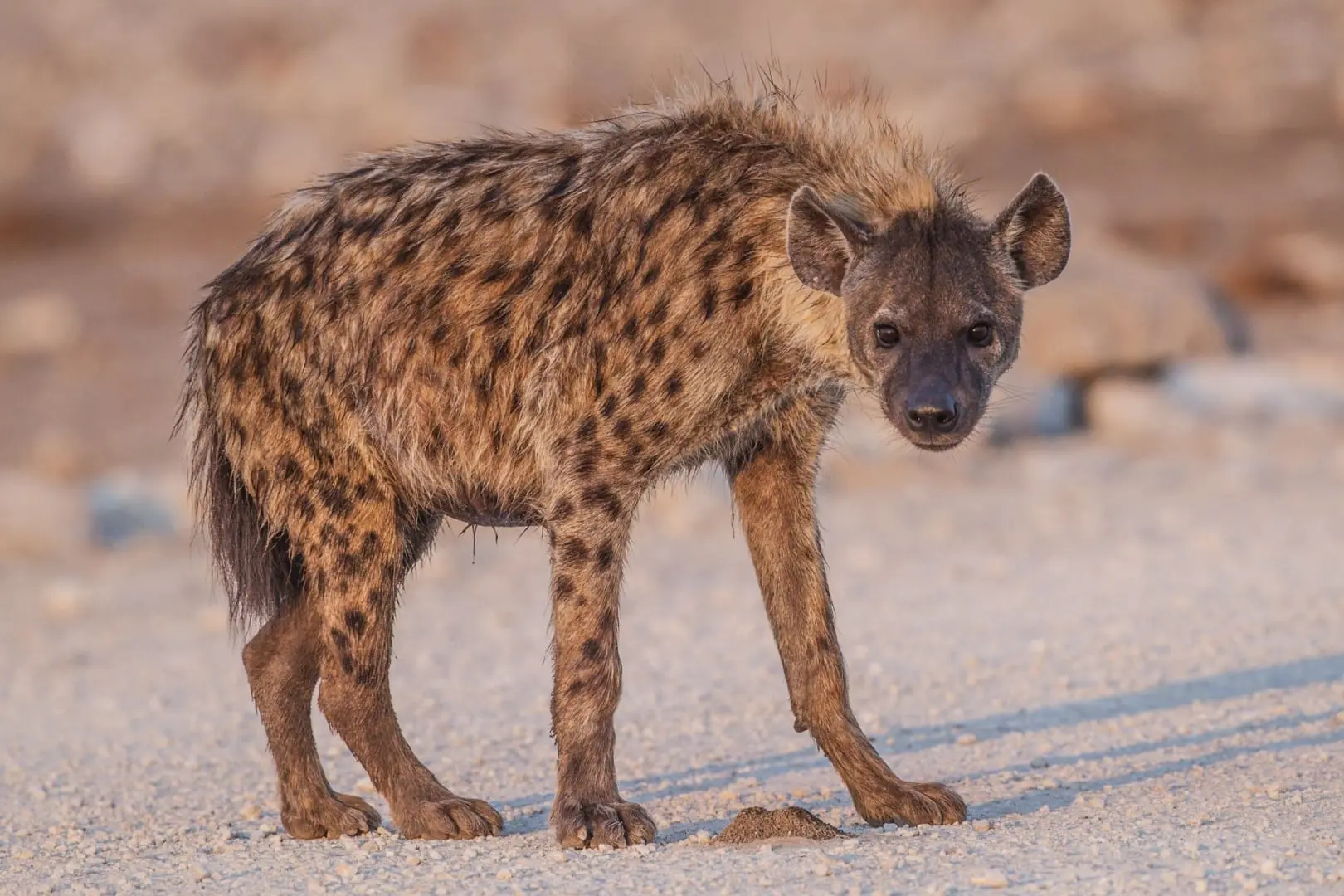 Foto de: Etosha National Park