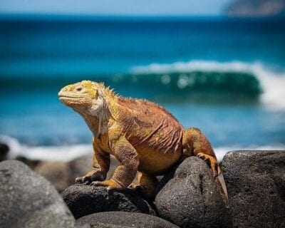 Visita a las Islas Galapagos con parada en Quito, Ecuador