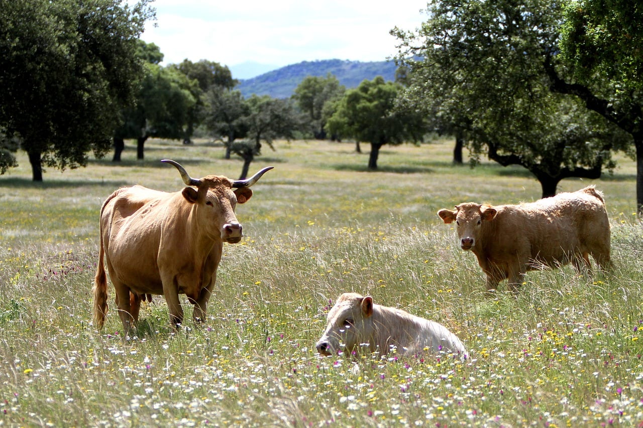 Viajes a Coria