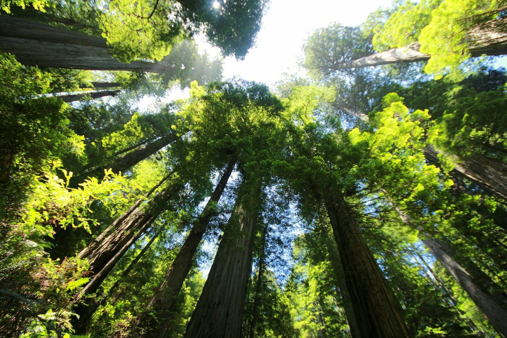 Viajes a Redwood: Parque Nacional CA