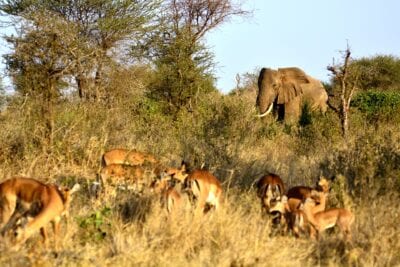 Parque Nacional Tarangire