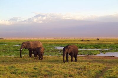 Kilimanjaro