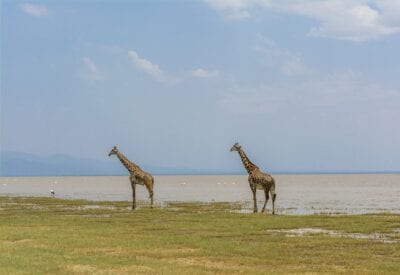 Lago Manyara