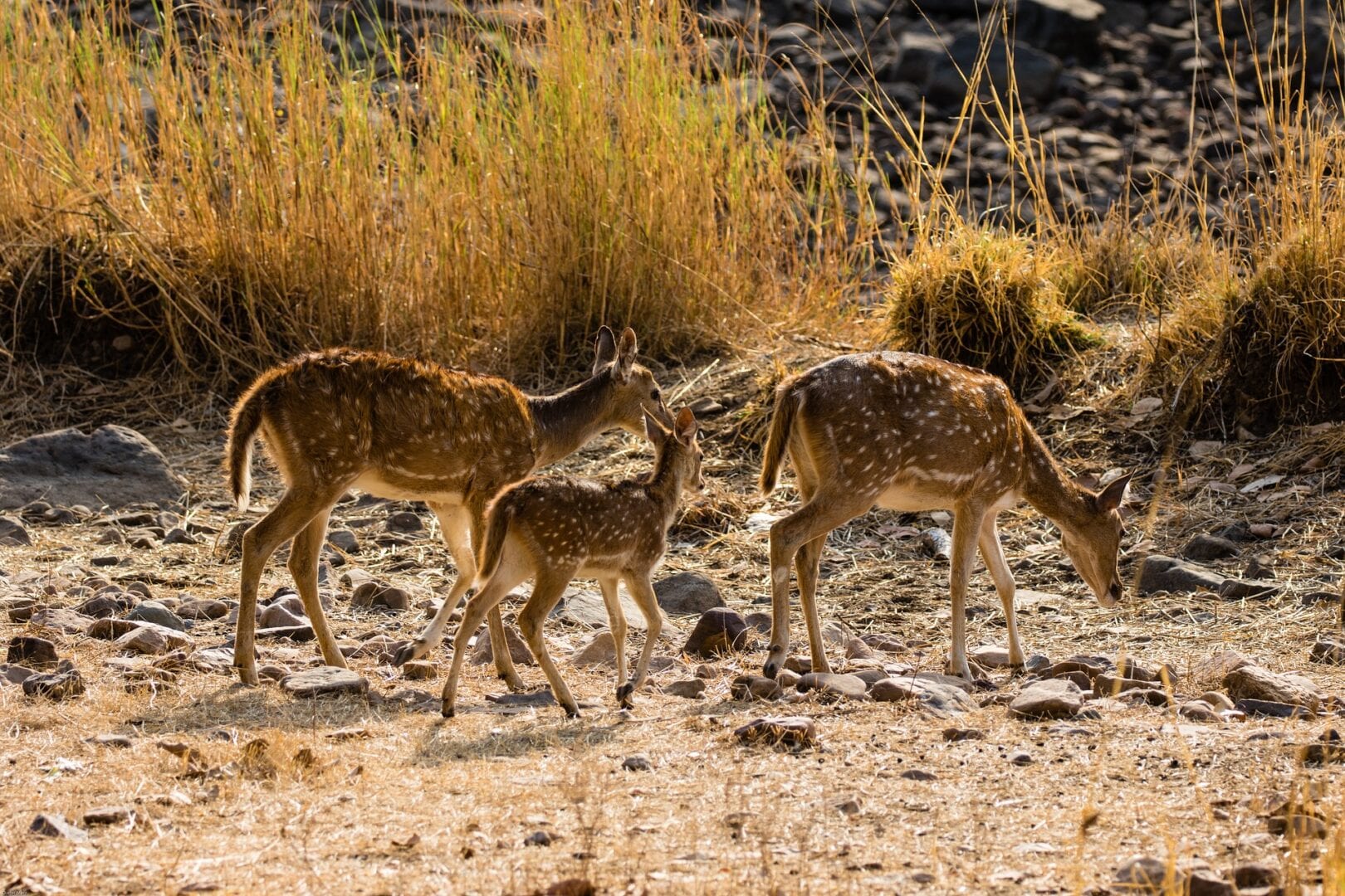 Viajes a Parque Nacional Ranthambore