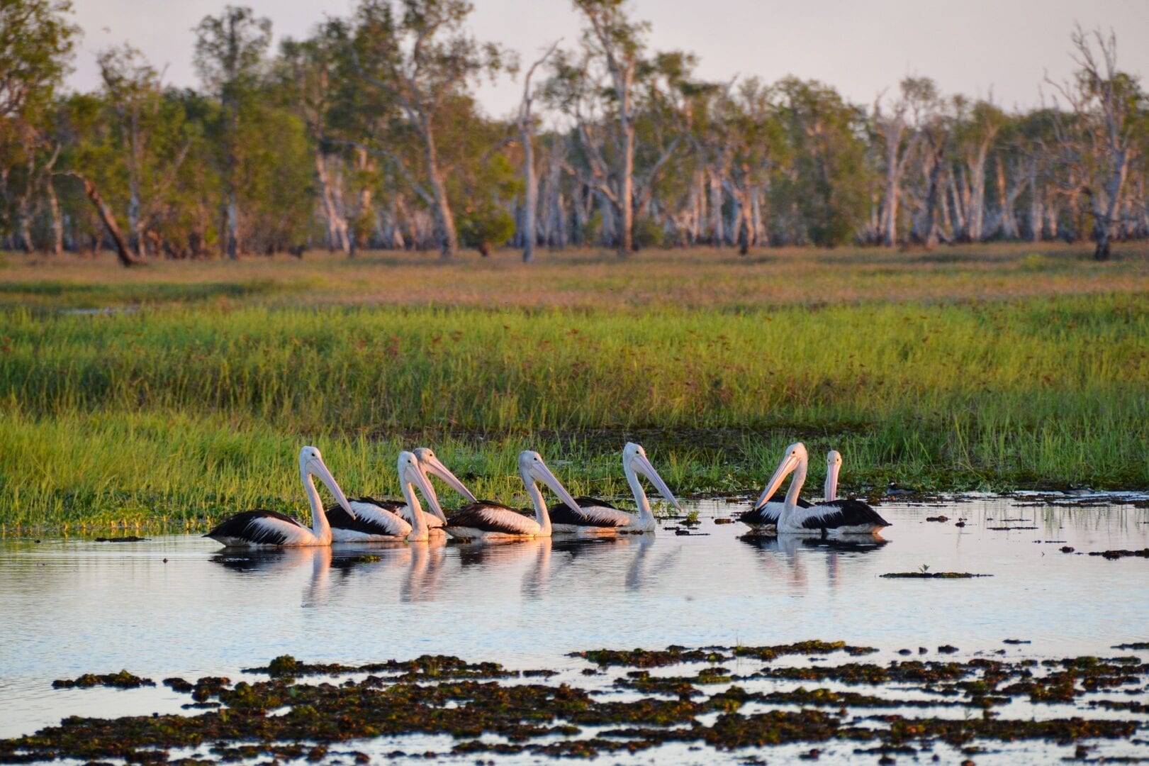 Viajes a Jabiru