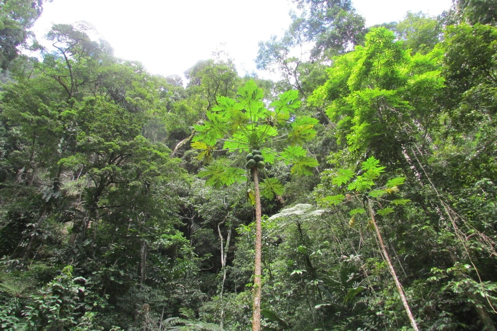 Viajes a Tarapoto