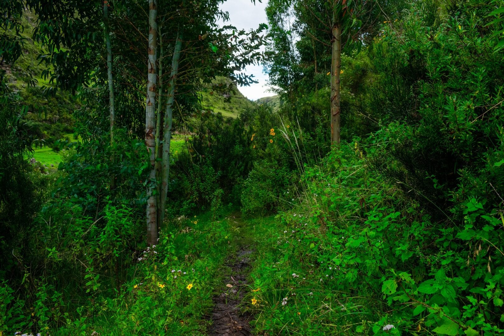 Viajes a Parque Nacional Manu