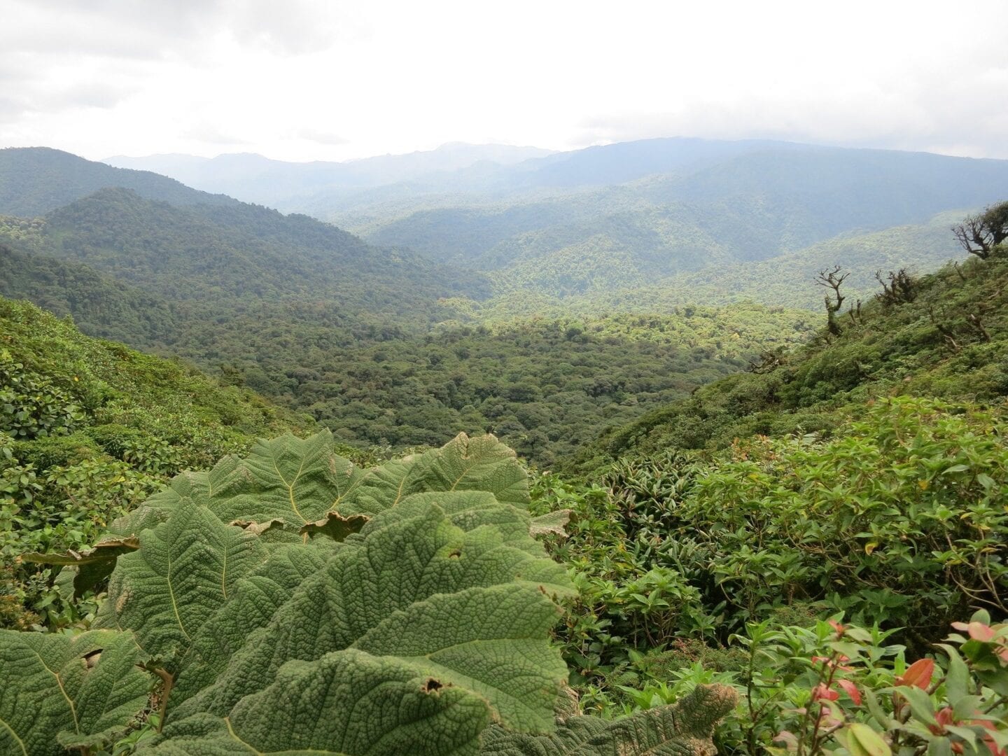 Viajes a Monteverde