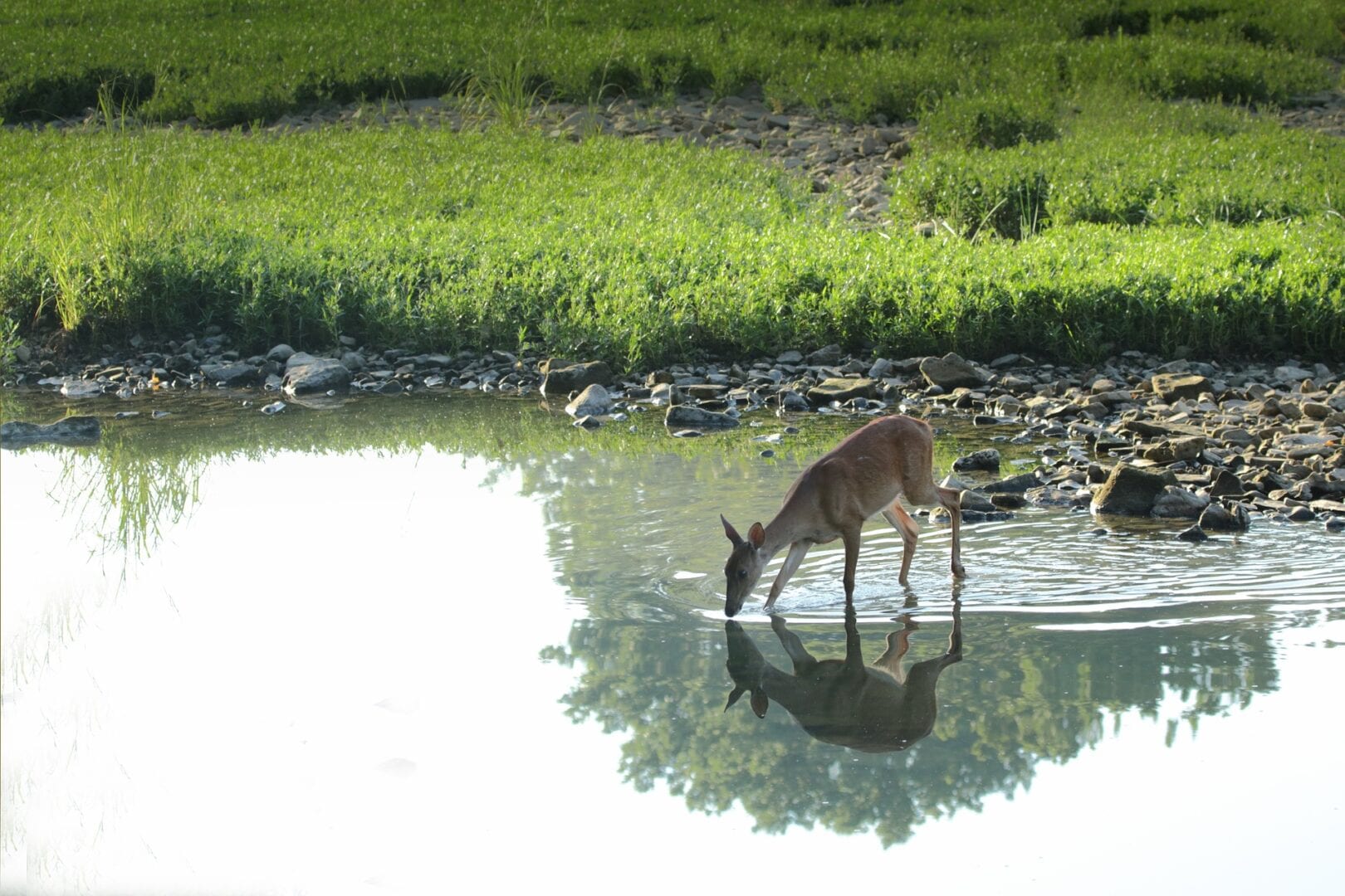 Viajes a Deer Lake