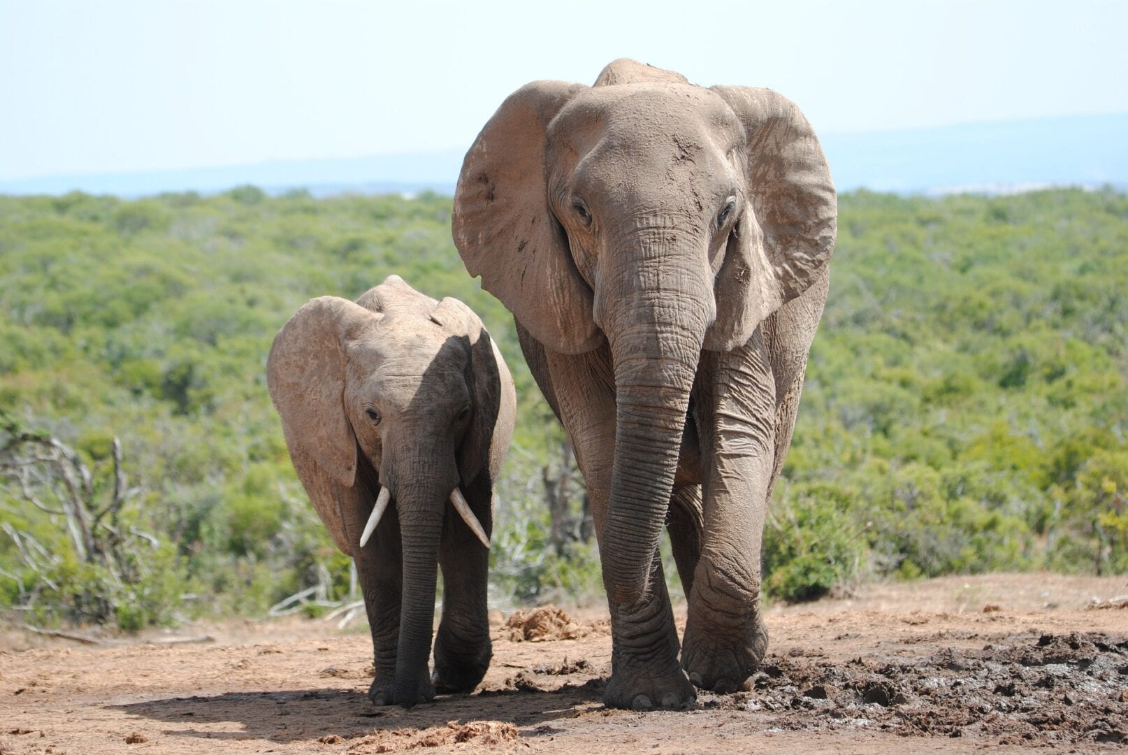 Viajes a Parque nacional de los Elefantes de Addo