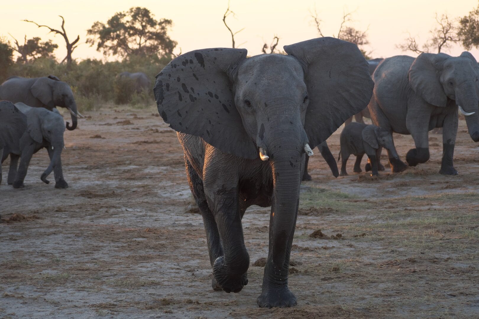 Viajes a Chobe National Park