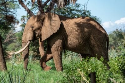 Reserva Nacional de Samburu