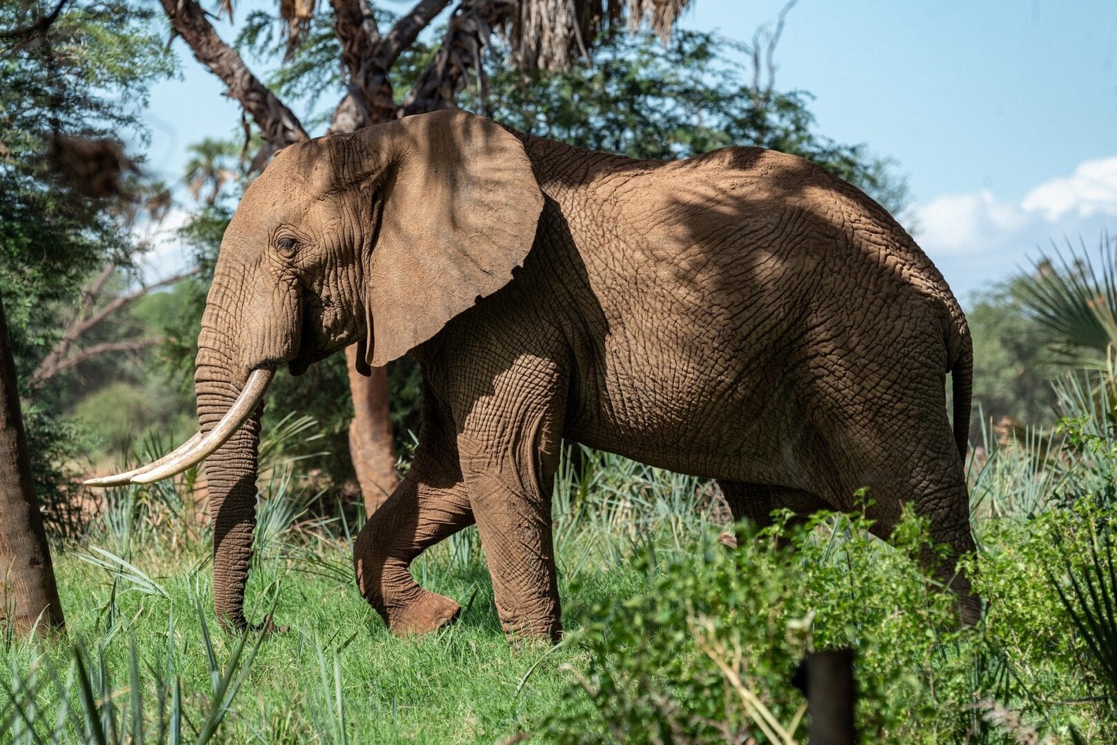 Viajes a Reserva Nacional de Samburu