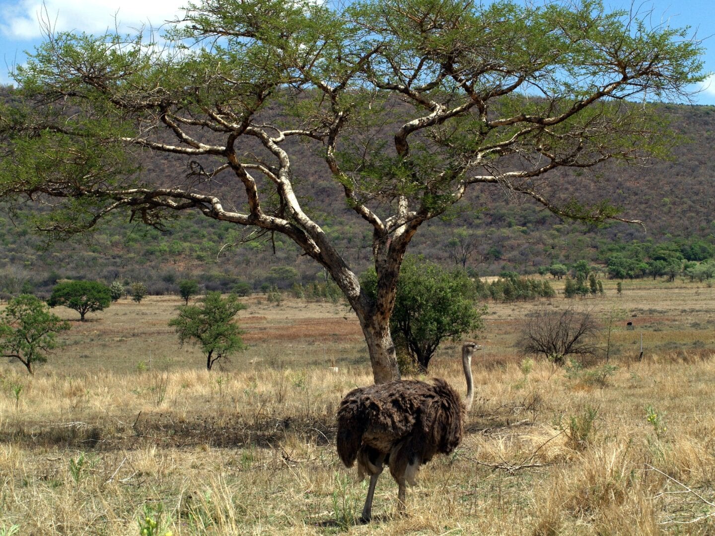 Viajes a Mpumalanga