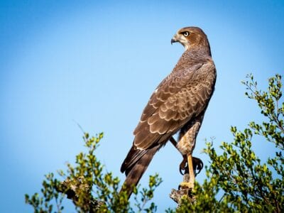 Sabie