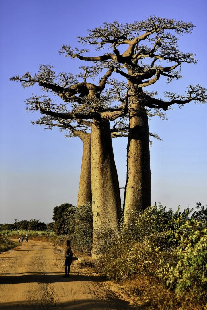 Viajes a Morondava