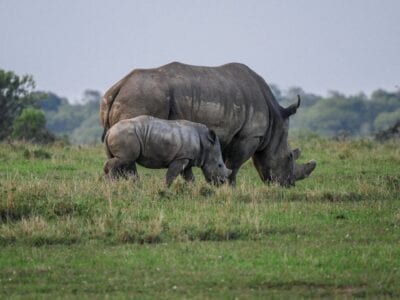 Ol Pejeta