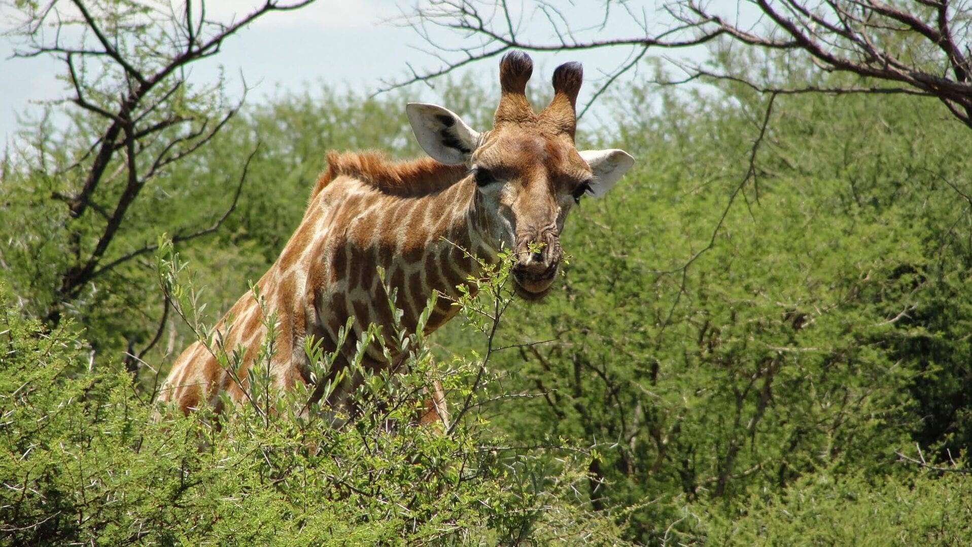 Viajes a Madikwe