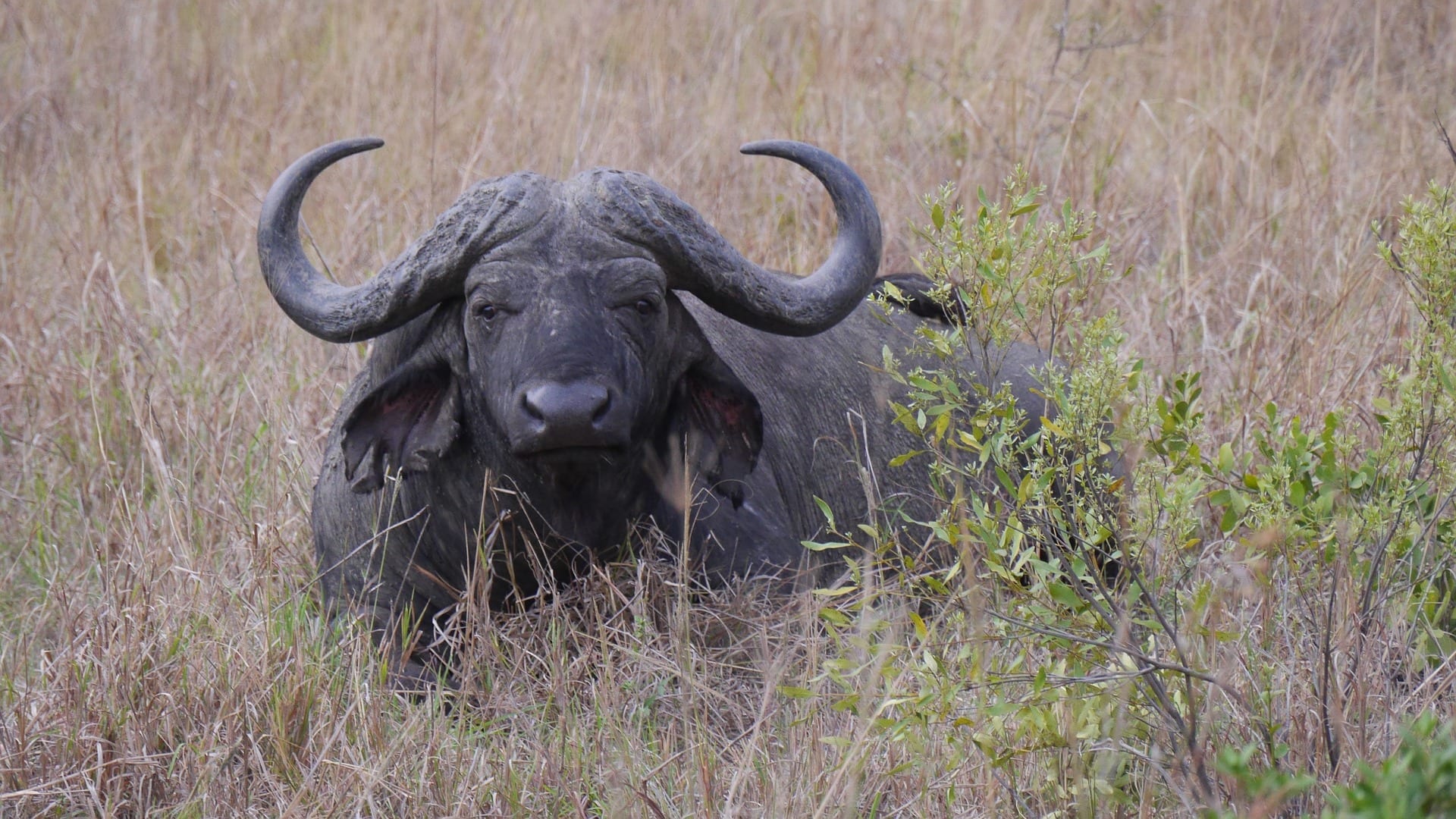 Viajes a Hluhluwe National Park