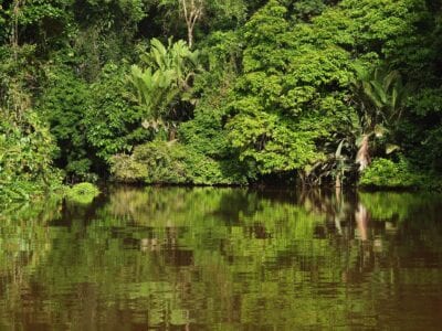 Tortuguero