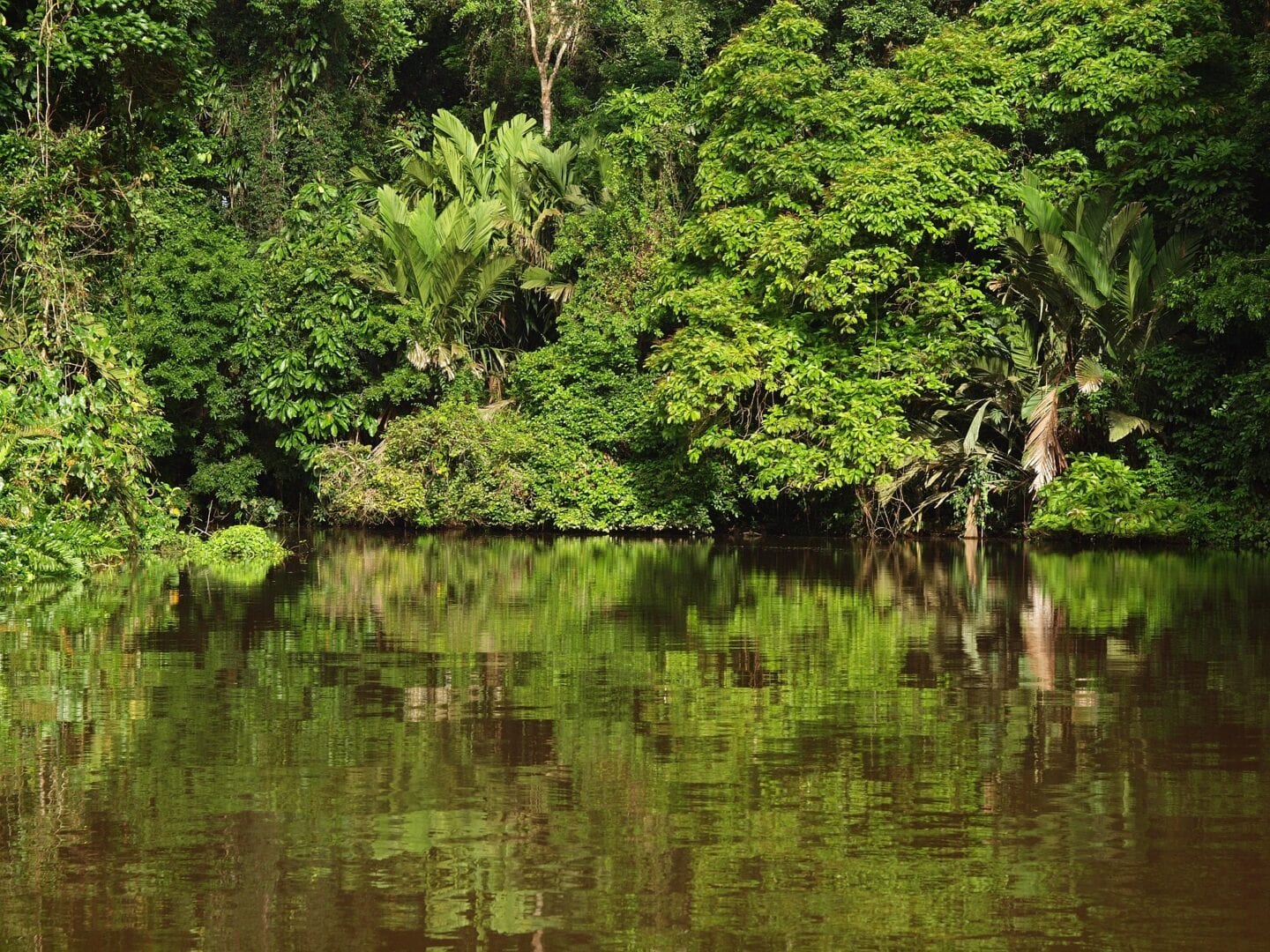 Viajes a Tortuguero