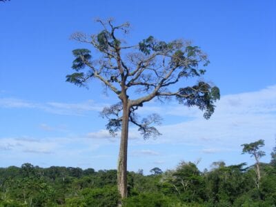 Douala