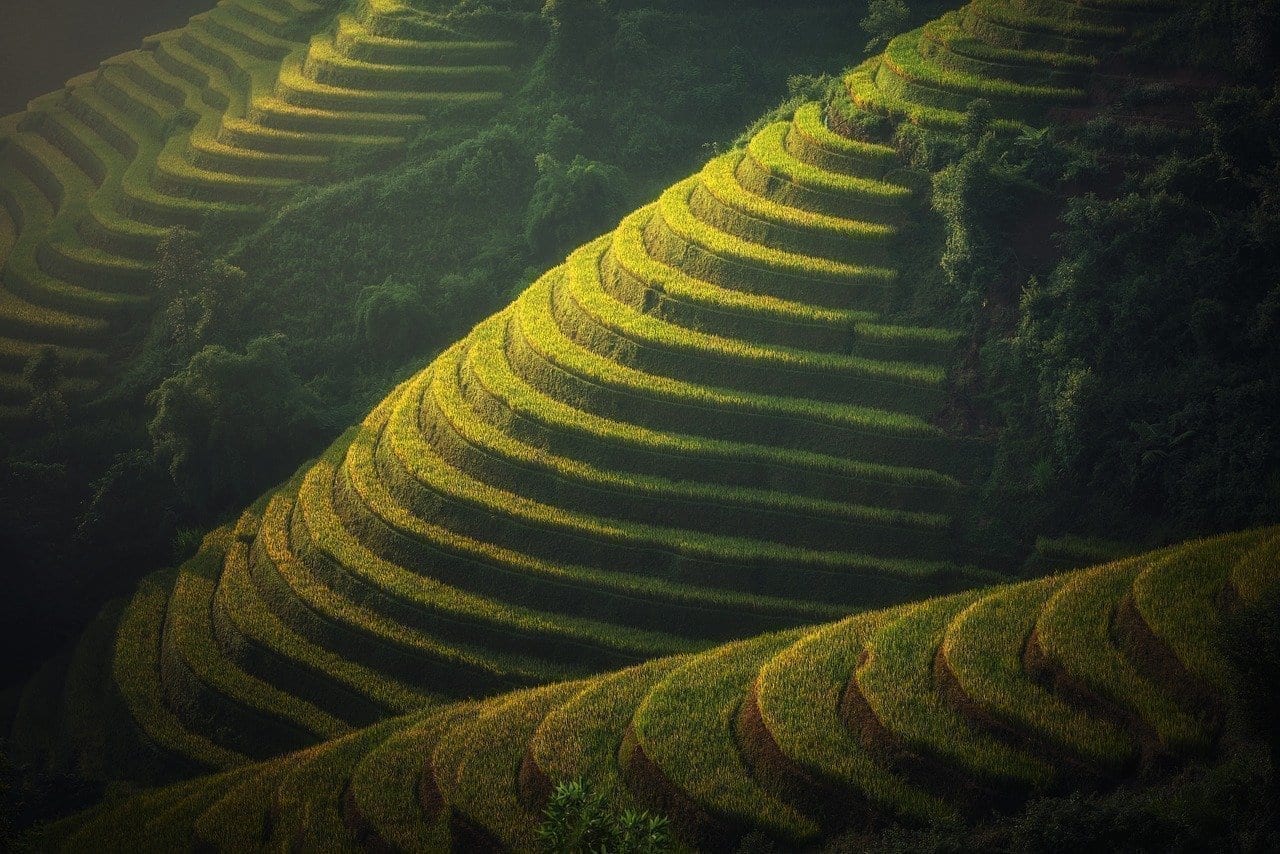 Agricultura Vietnam La Plantación De Arroz