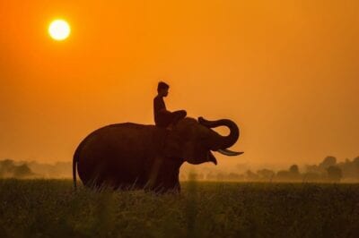 Animales Asia Camboya