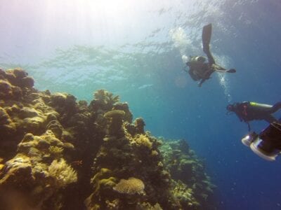 Arrecife Buceo Palau