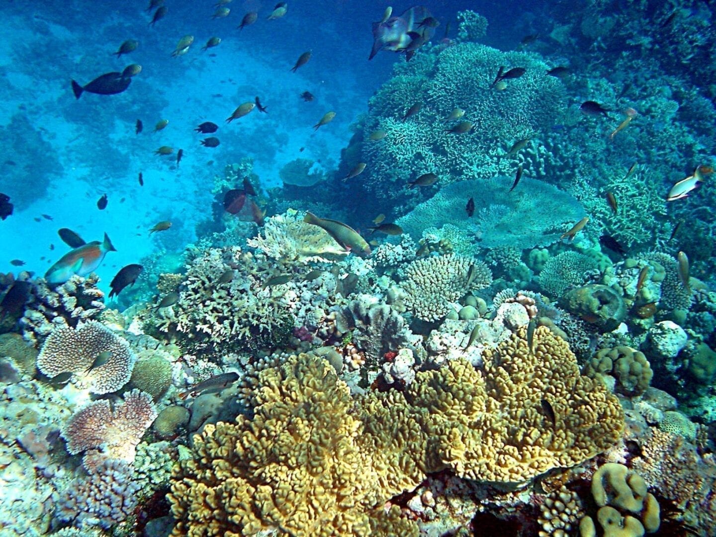 Arrecifes de coral en aguas cristalinas Papúa Nueva Guinea
