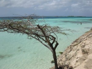 Aruba árbol Playa