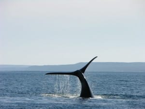 Ballena Argentina Patagonia