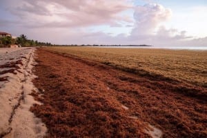 Belice Sargassum Playa