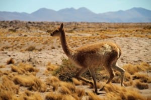 Chile Desierto De Atacama Sur