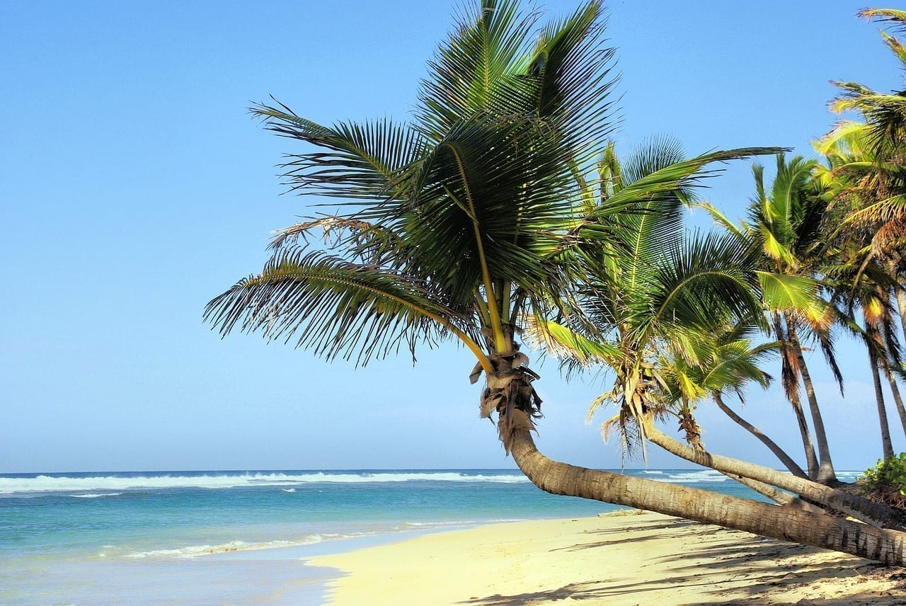 Cuba Playa árboles De Coco