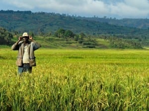 Cultivo de arroz en Burundi Burundi