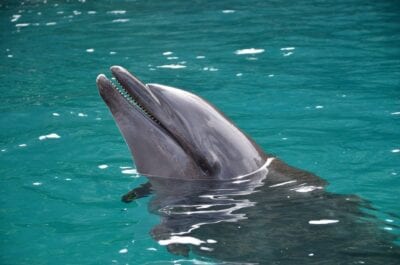 Delfín Palau Playa