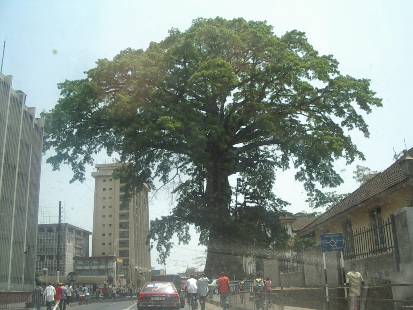 El histórico árbol de algodón en el centro de Freetown Sierra Leone
