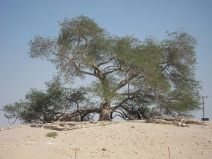 El árbol de la vida Bahrein