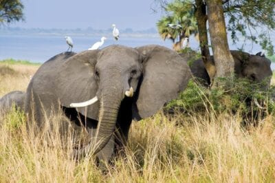 Elefante Parque Nacional Murchison Uganda