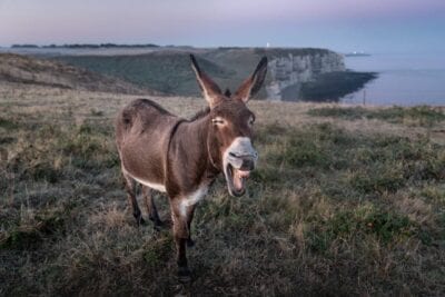 Etretat Equus Africanus Asinus Francia