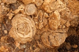 Fósiles en un acantilado de los Emiratos Árabes Unidos Emiratos Árabes Unidos