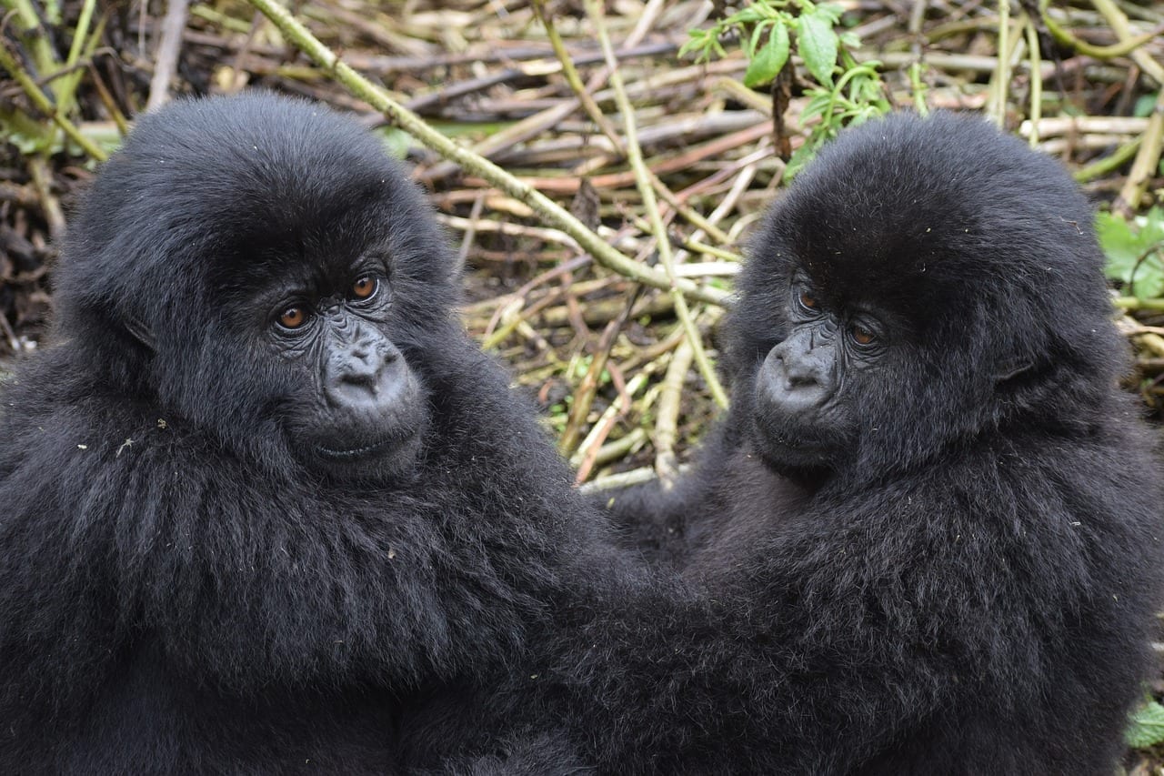 Gorila De Montaña Uganda La Vida Silvestre
