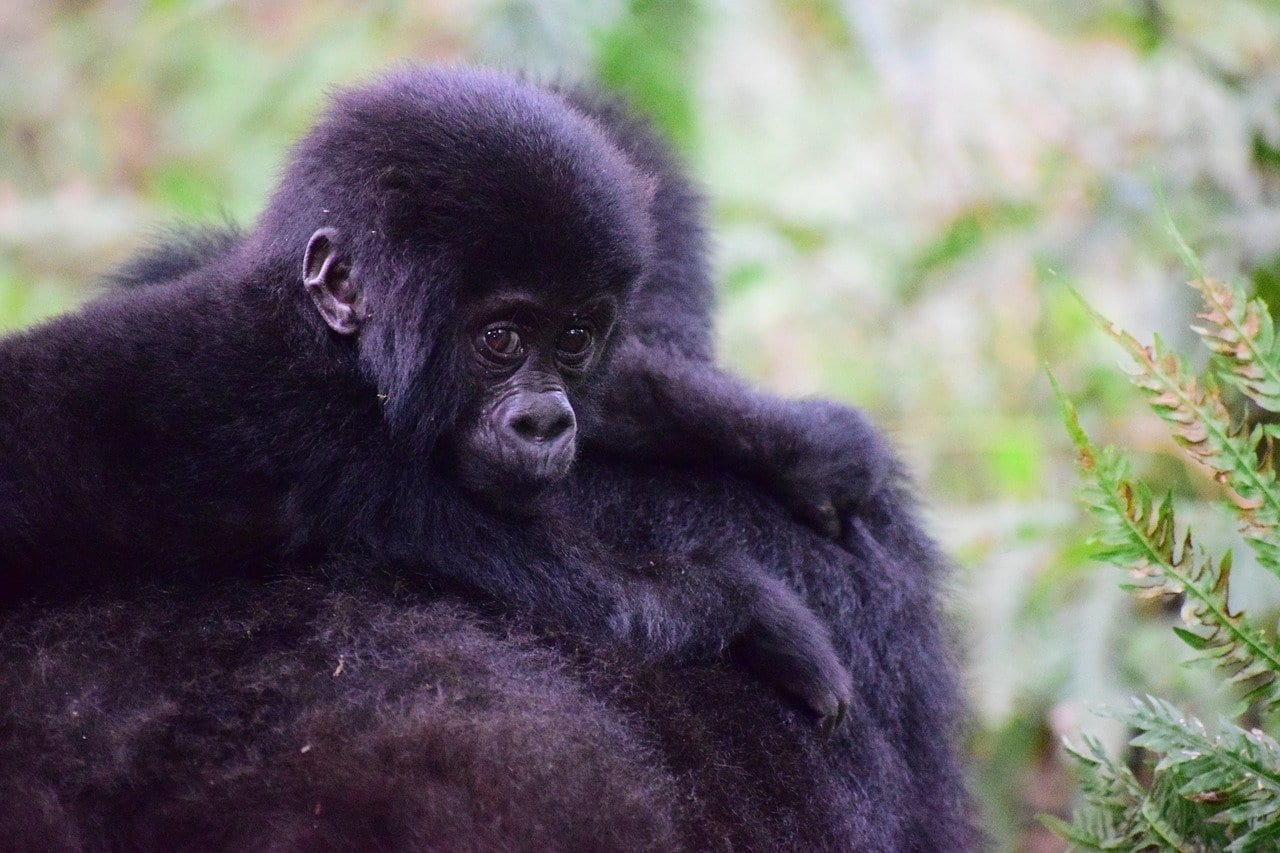 Gorila De Montaña Uganda Primate