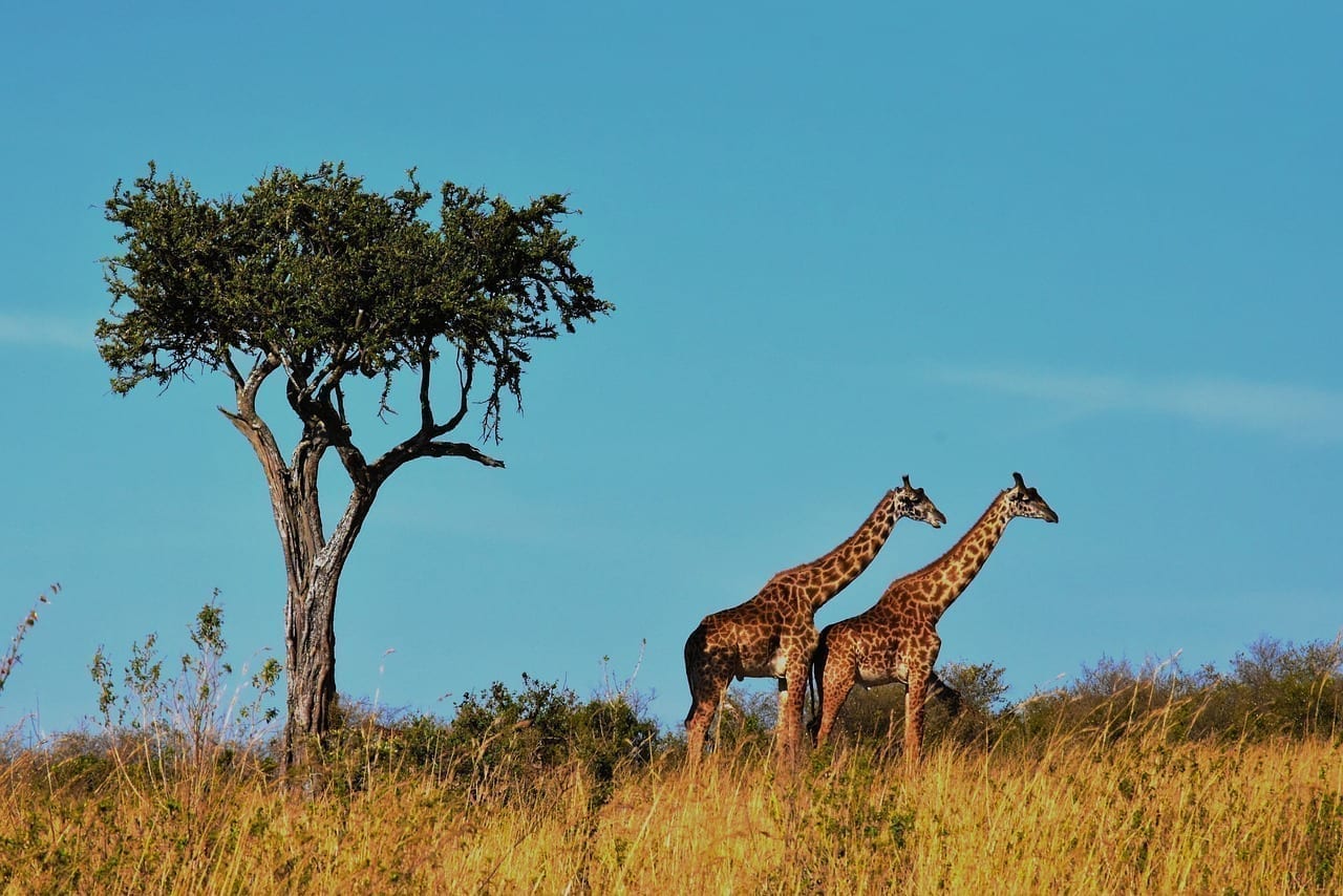 La Vida Silvestre áfrica Tanzania