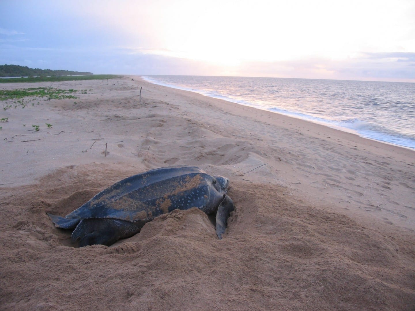 Las playas cerca de Galibi son una de las principales zonas de anidación de las tortugas marinas laúd protegidas. Surinam
