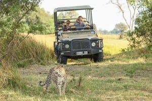 Leopardo áfrica Botswana